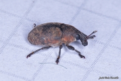 Larinus australis