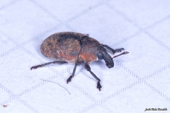 Larinus australis