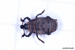 Larinus australis