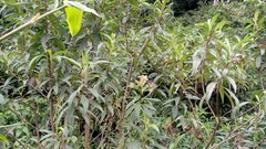 Angiospermae