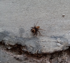 Salticidae