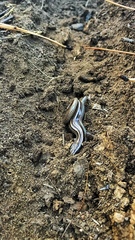 Plestiodon multivirgatus