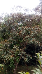 Angiospermae