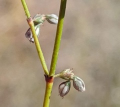 Eriogonum apiculatum