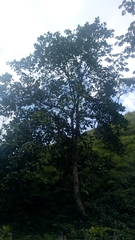 Angiospermae