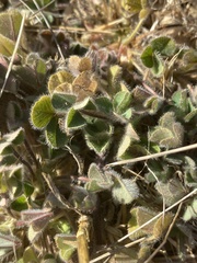 Trifolium subterraneum