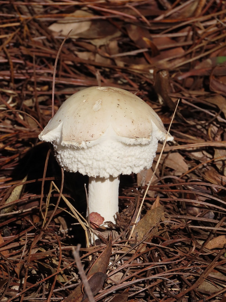 Chlorophyllum nothorhacodes