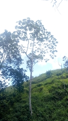 Cecropia