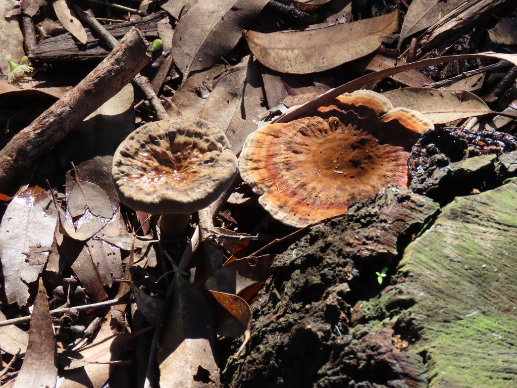 Sanguinoderma rude · May 2025 · photo: © ian_mcallan (iNaturalist, cc-by-nc)