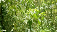 Angiospermae