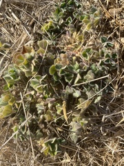 Trifolium subterraneum
