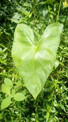 Araceae