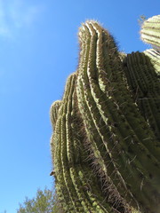 Trichocereus terscheckii