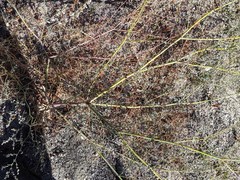 Eriogonum apiculatum