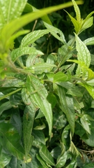 Angiospermae