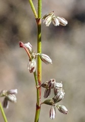 Eriogonum apiculatum