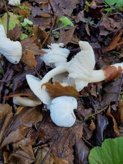Hygrophorus sitchensis
