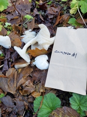 Hygrophorus sitchensis