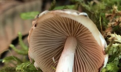 Psathyrella frustulenta