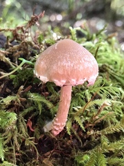 Psathyrella frustulenta