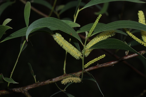 curracabah (Acacia concurrens)