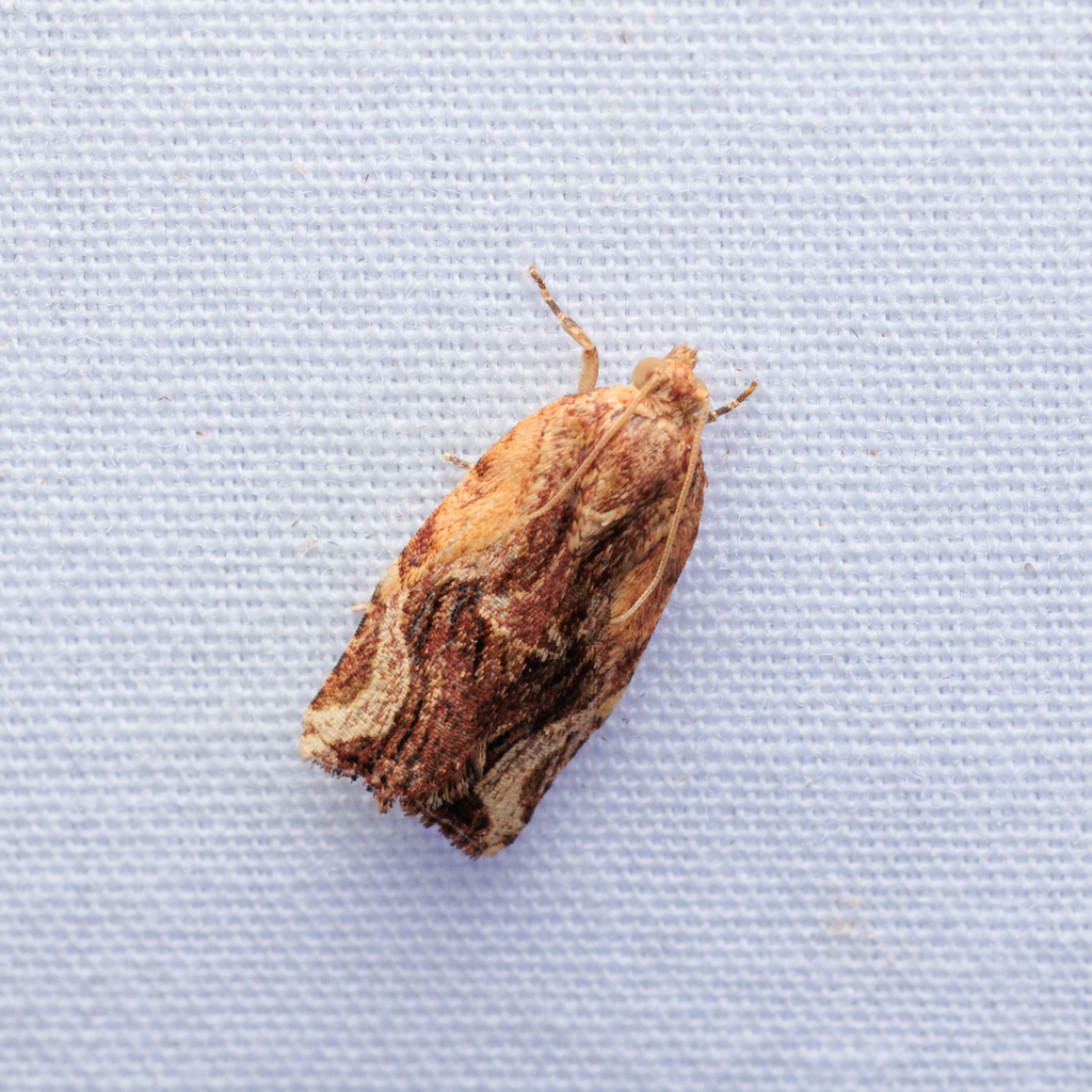 Isodemis serpentinana
