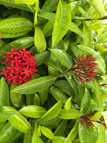Ixora casei