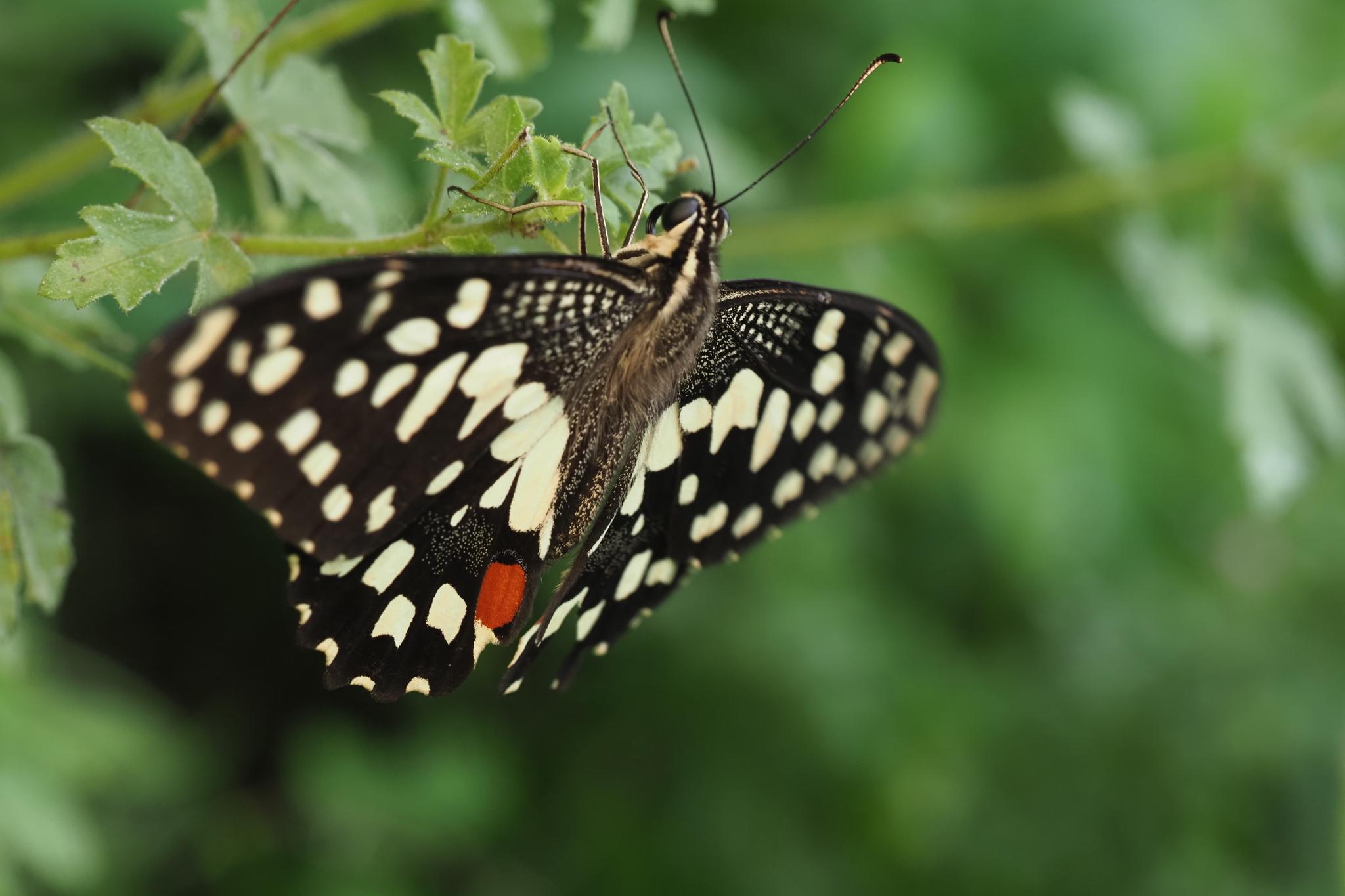 Lime Swallowtail