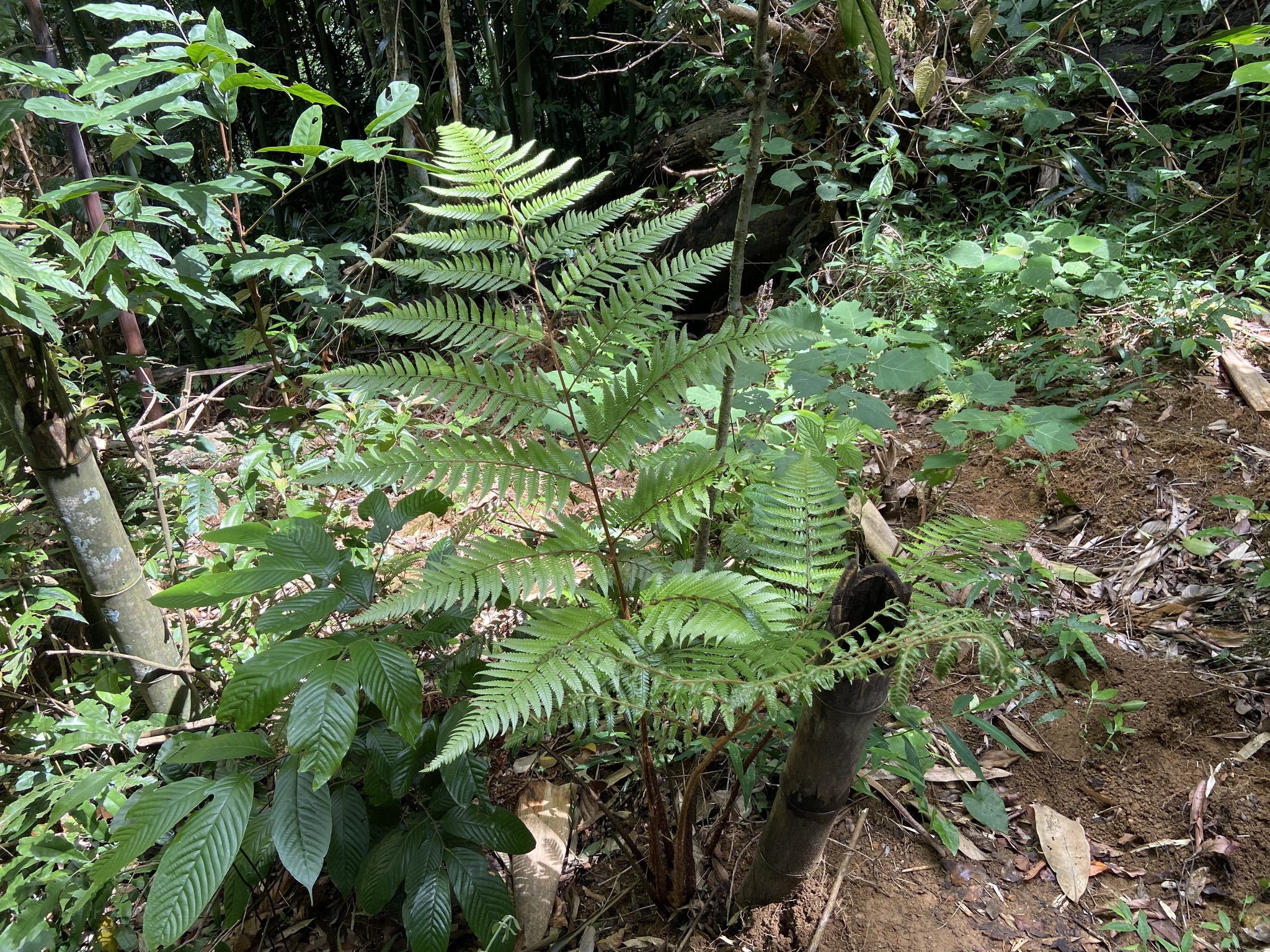 Arachniodes fengii — ảnh 2