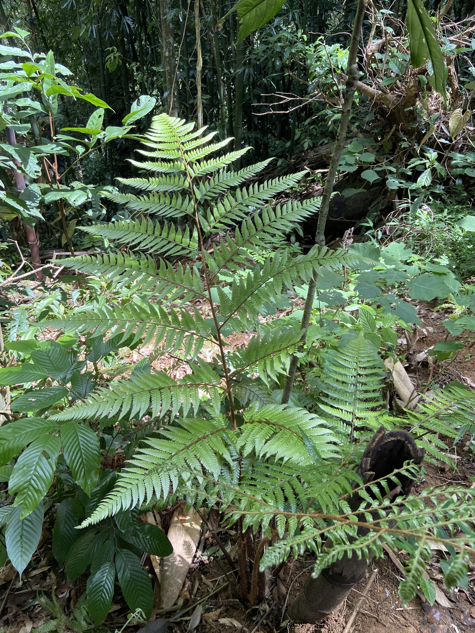Arachniodes fengii (Arachniodes fengii)