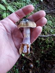 Cortinarius seidliae