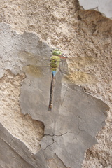Anax parthenope julius