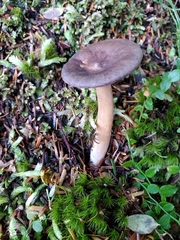 Lactarius fallax