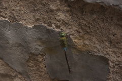 Anax parthenope julius