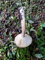 Lactarius fallax