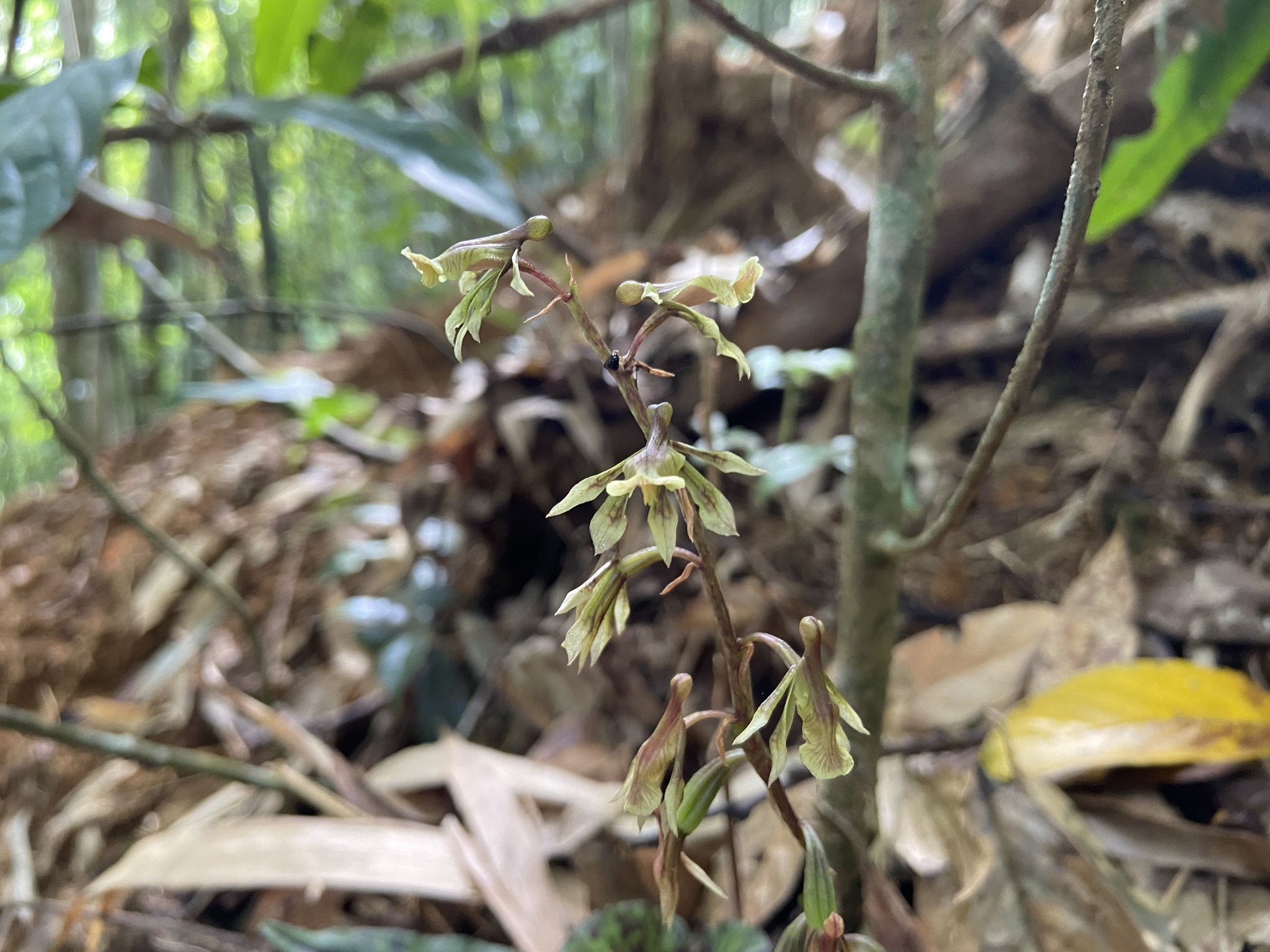 Nephelaphyllum tenuiflorum — ảnh 2