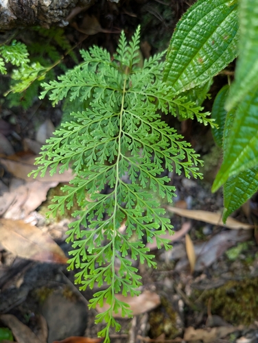 Odontosoria chinensis observed 2025-07-31