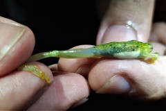 Sachatamia electrops