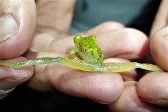 Sachatamia electrops