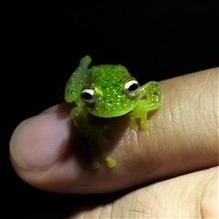 Sachatamia electrops