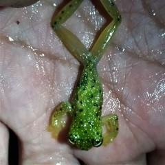 Sachatamia electrops