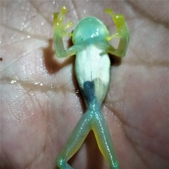 Sachatamia electrops