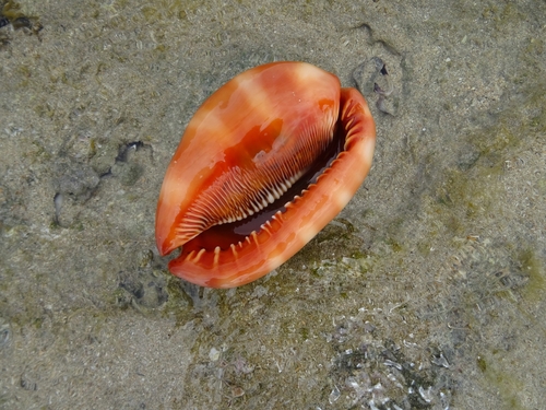 Cypraecassis rufa, 2025-07-29