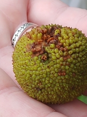 Artocarpus