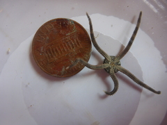 Ophioderma panamense