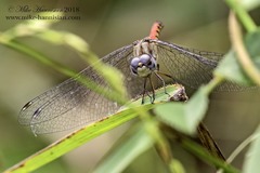 Sympetrum ambiguum