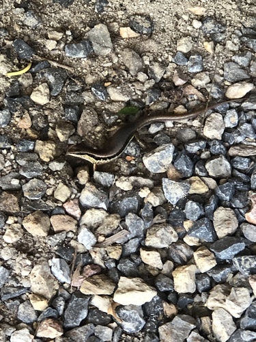 Spotted Forest Skink