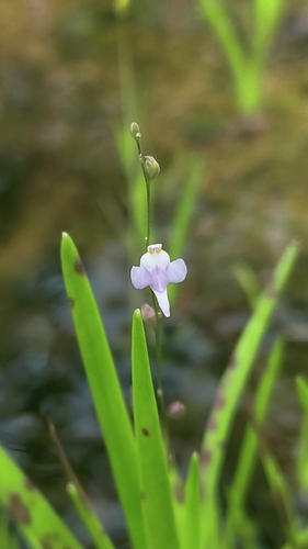 Utricularia geoffrayi