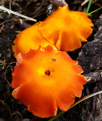 Hygrocybe constans
