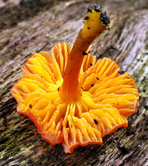 Hygrocybe constans